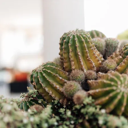 Casa Da Avo Bela * Buarcos