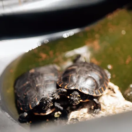 Accommodatie bij particulieren Casa Da Avo Bela