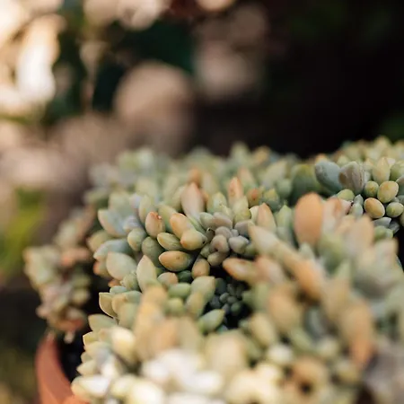 Casa Da Avo Bela * Buarcos