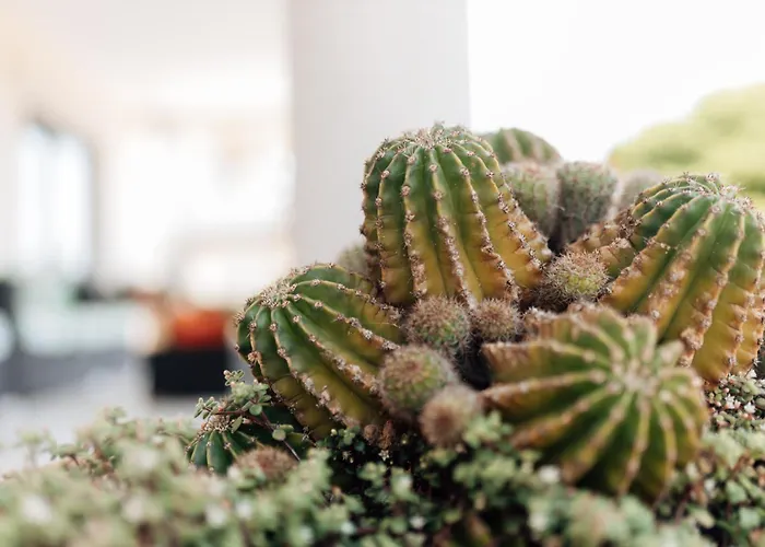 Casa Da Avo Bela * Buarcos